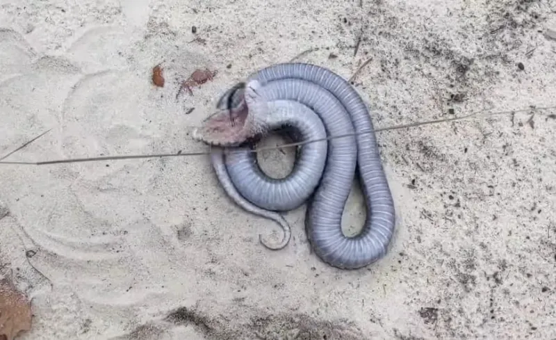 ثعبان أسود عملاق يتظاهر بالموت ويحصد مشاهدات مليونية (فيديو)