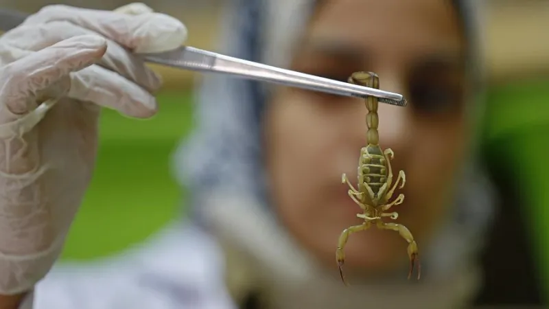 حقنة سم العقرب بارقة أمل جديدة لعلاج كورونا