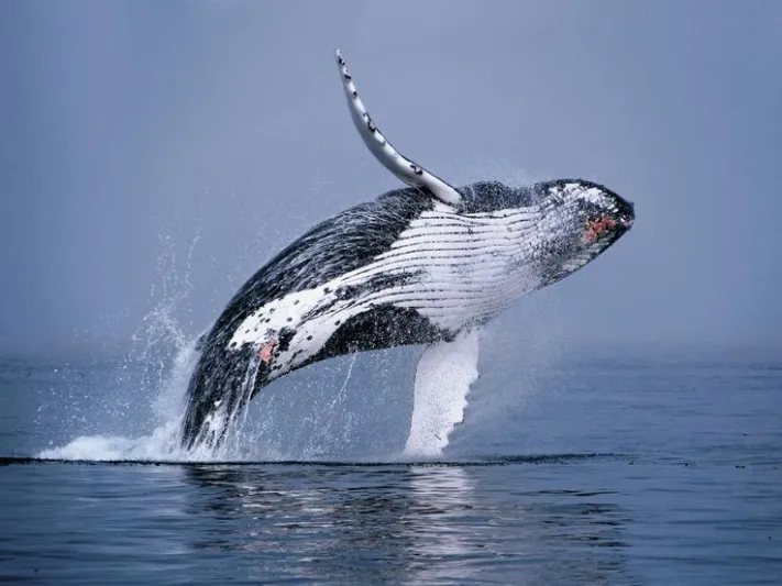 حوت يقفز بكامل جسده في قلب إعصار بحري (فيديو)