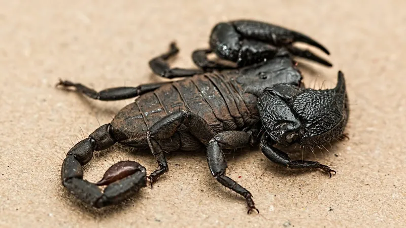 العقرب الأكثر فتكًا في العالم يخرج من جحره ويهدد الملايين (فيديو)