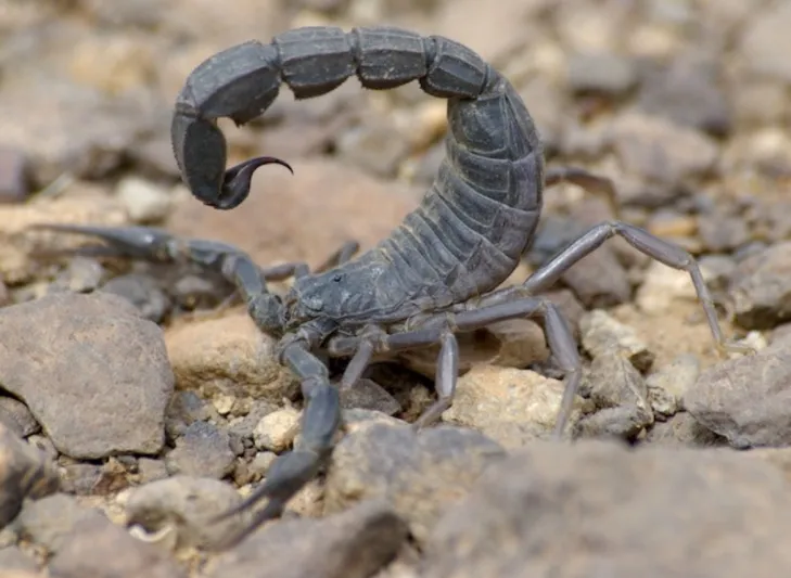 العقرب الأكثر فتكًا في العالم يخرج من جحره ويهدد الملايين (فيديو)
