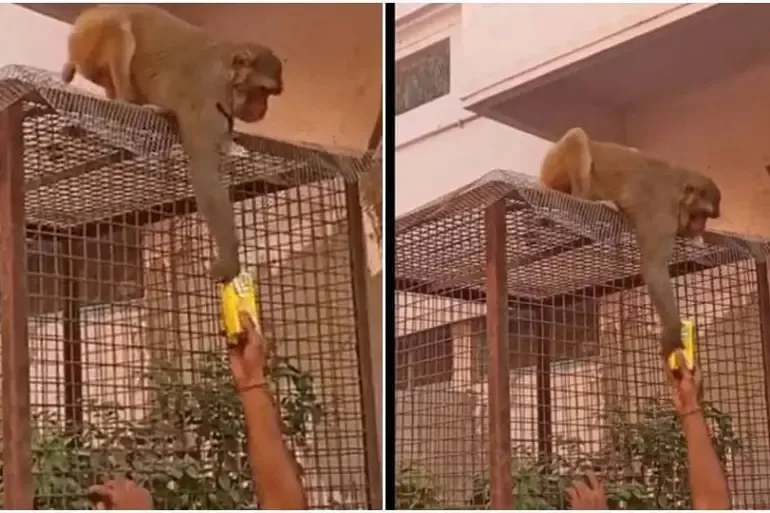 قرد يسرق نظارة ويعيدها إلى صاحبها مقابل علبة عصير  (فيديو)