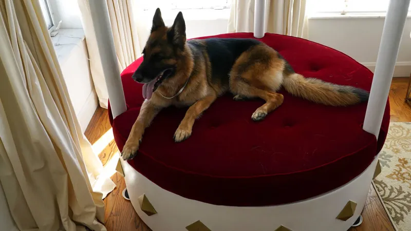 أغنى كلاب العالم يبيع قصره بـ32 مليون بعد شرائه من مادونا ! (فيديو)