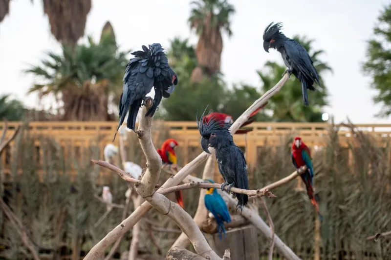 شاهد أكثر الطيور ندرةً في العالم بمنطقة رياض سفاري 