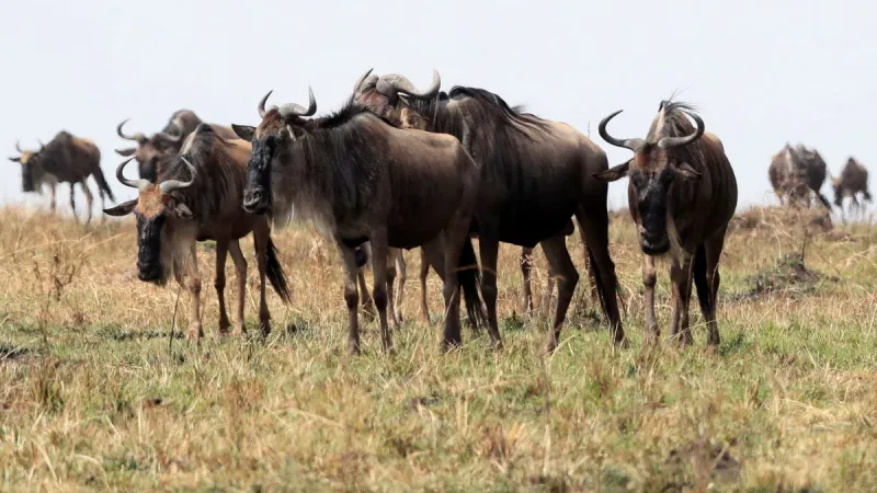الهجرة الكبرى لقطيع من ثيران "النّو"  (فيديو)