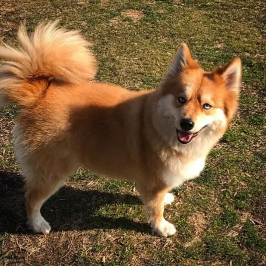 ثعلب يتنكر في هيئة كلب لتشتريه امرأة في بيرو