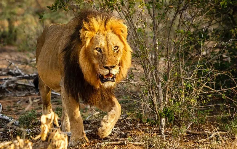 في تصرف مجنون.. امرأة تدخل قفص الأسد وتعطيه المال (فيديو)