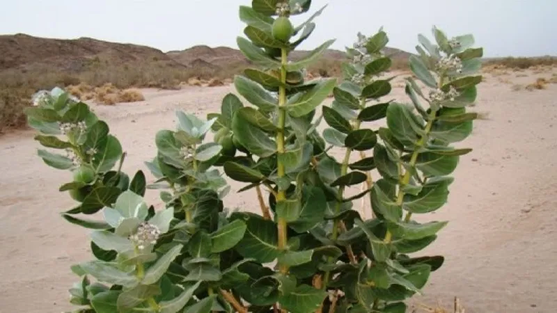 تحذير من شجرة خطيرة تصيب من يلمسها بالعمى (فيديو)