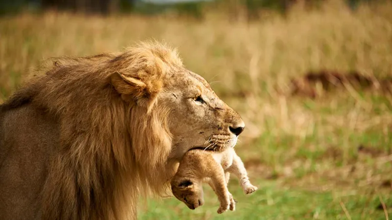 لماذا أقدم أسد على التهام شبله الصغير؟ (فيديو)