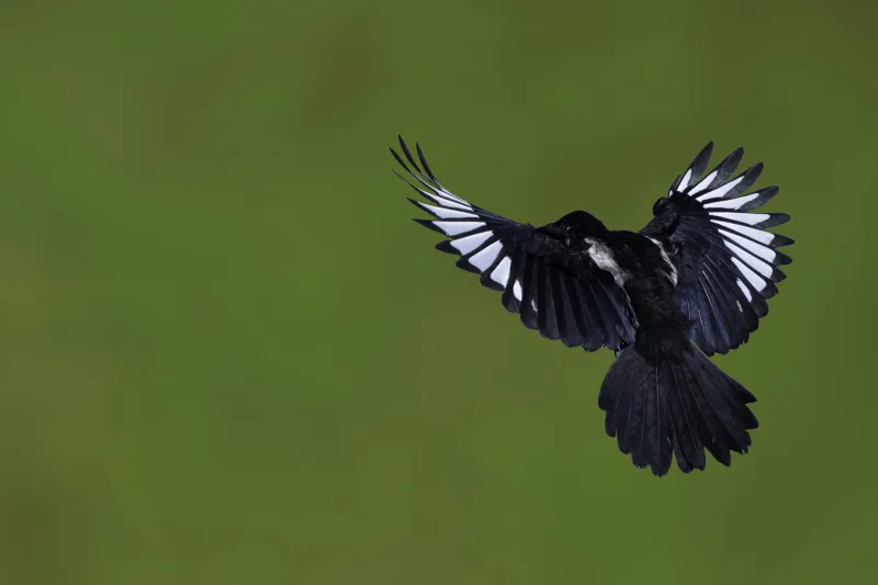 المملكة تفرض غرامة 100 ألف ريال على صائدي هذا الطير النادر