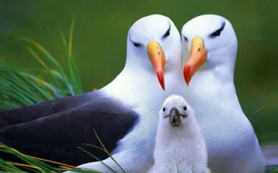 أكثر الطيور وفاءً في العالم تدفع نحو الطلاق بمعدلات كارثية فما السبب؟ (فيديو)