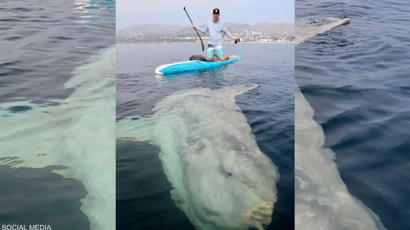 رصد سمكة «شمس» عملاقة نادرة بطول 3 أمتار كاملة (فيديو)