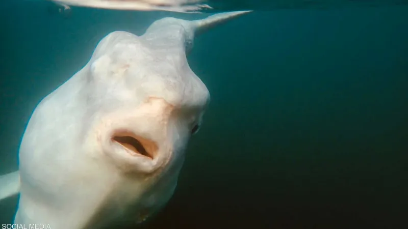 رصد سمكة «شمس» عملاقة نادرة بطول 3 أمتار كاملة (فيديو)