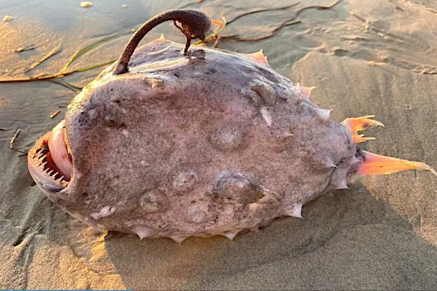 وحش نادر من أعماق المحيط ينجرف للشاطئ ويثير الهلع (فيديو)