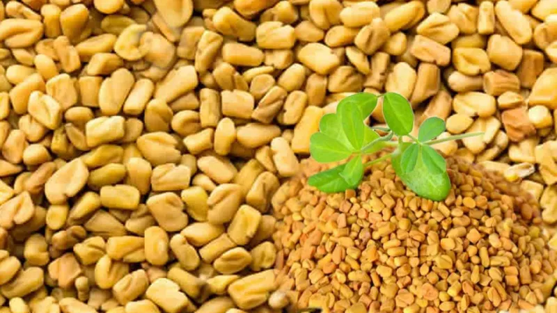 دراسة جديدة: الحلبة تزيد خصوبة الرجال