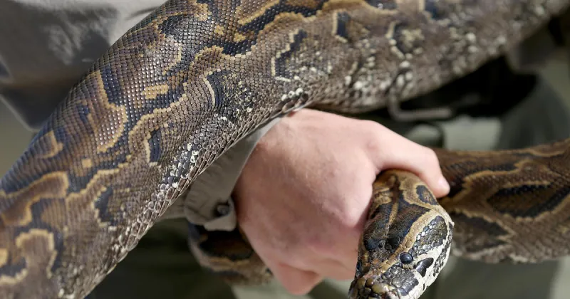 «كوبرا ملكية» تنقض على صائد أفاعٍ في هجوم مباغت (فيديو)