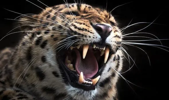 لقطات مرعبة لفهد يقتحم مدرسة ويهاجم التلاميذ (فيديو)