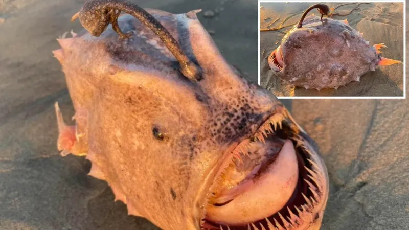 وحش نادر من أعماق المحيط ينجرف للشاطئ ويثير الهلع (فيديو)