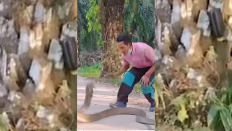 رجل يسيطر على كوبرا عملاقة بطول 4 أمتار بيدين عاريتين