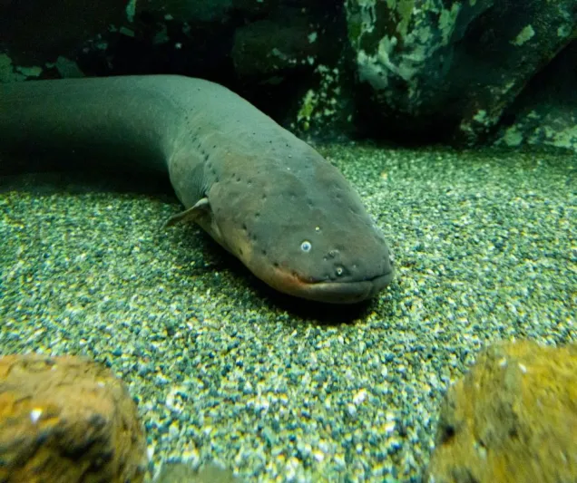 بعد الجدل الواسع.. هل سمكة القرموط الأخطر في العالم؟