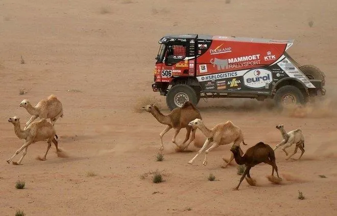 رئيس نادي الإبل ينشر فيديو لـ «رالي داكار» وينصح المتسابقين (فيديو)