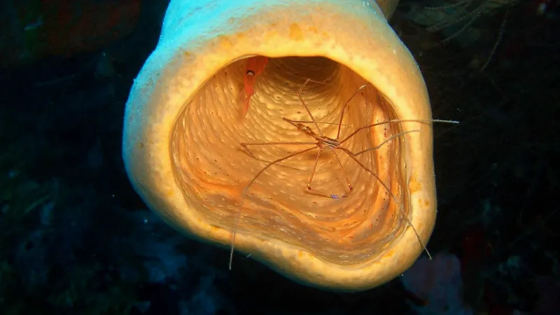 اكتشاف مخلوق غريب أقرب للأساطير (فيديو)