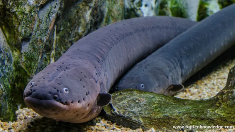 بعد الجدل الواسع.. هل سمكة القرموط الأخطر في العالم؟