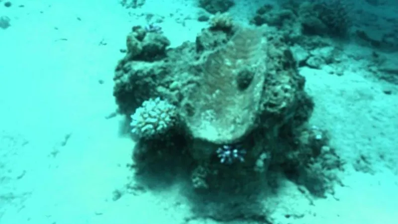 اكتشاف تيتانيك سعودية سبقت السفينة الشهيرة بـ200 عام (صور)