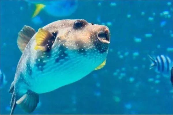 لقطات نادرة.. سمكة تنطح رجلاً وتتسبب في إغمائه (فيديو)