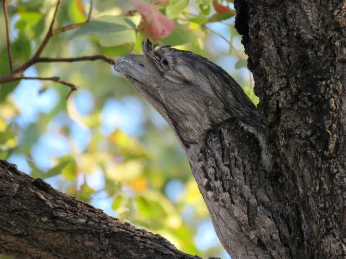 طائر مهدد بالانقراض يتشكل على هيئة قطعة خشب! (فيديو)