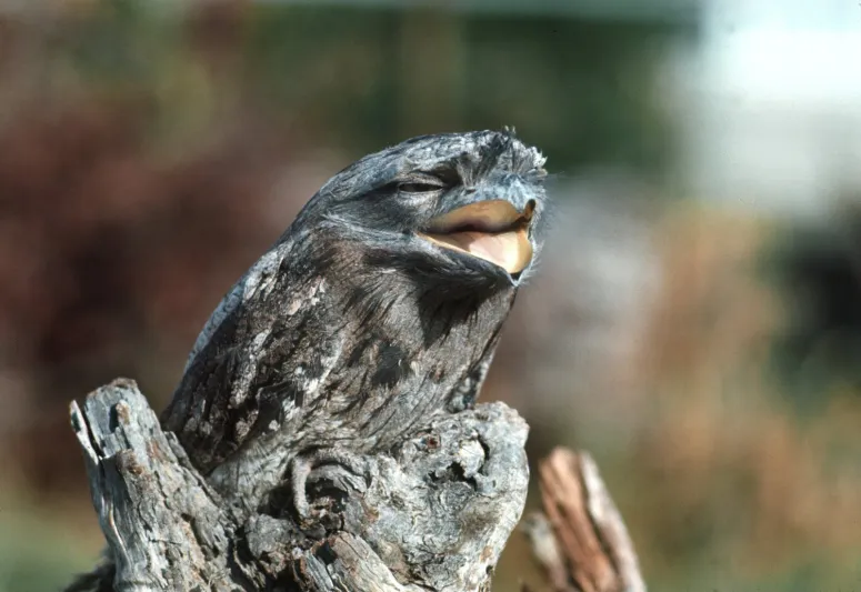 طائر مهدد بالانقراض يتشكل على هيئة قطعة خشب! (فيديو)