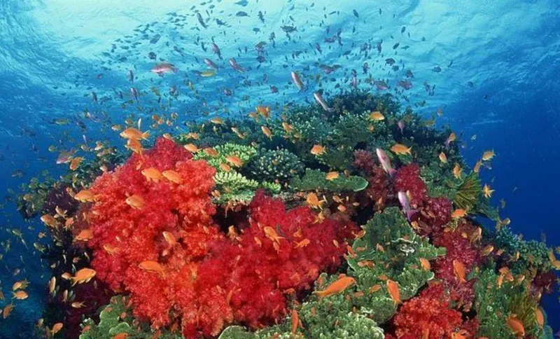 السعودية تبتكر تقنية للحفاظ على الشعاب المرجانية في البحر الأحمر