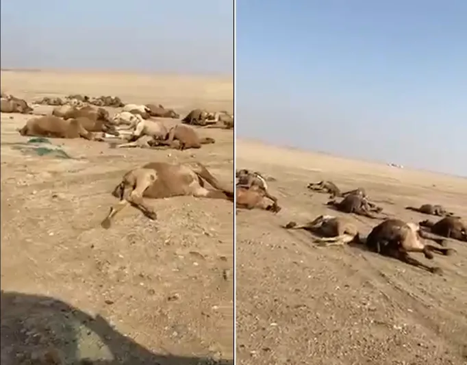سر نفوق 43 ناقة في الكويت (فيديو)