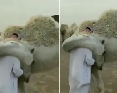 هذا ما فعلته ناقة رأت صاحبها السعودي بعدما باعها (فيديو)