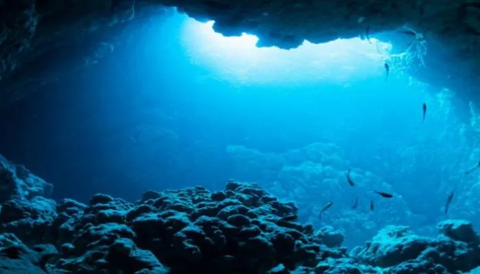 علماء يدعون لإنشاء مكتبة عالمية لأصوات البحار والمحيطات