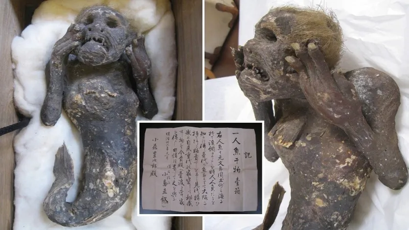 فك أسرار حورية بحر محنطة من 3 قرون.. زعموا أنها تمنح الخلود! (فيديو)