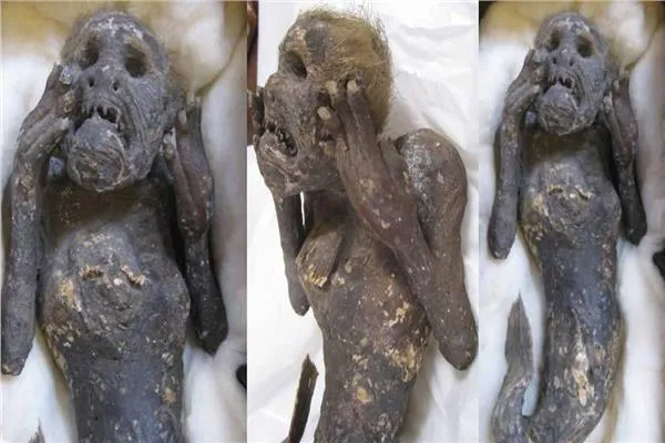 فك أسرار حورية بحر محنطة من 3 قرون.. زعموا أنها تمنح الخلود! (فيديو)