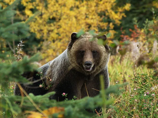 رجلان يتشاركان التدريب مع دب وسط الغابات الروسية (فيديو)