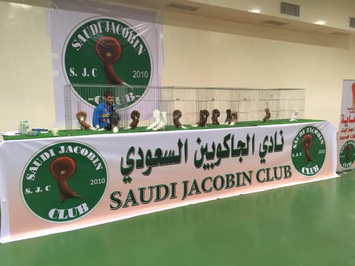 بيع ملكة جمال الحمام في السعودية بسعر باهظ