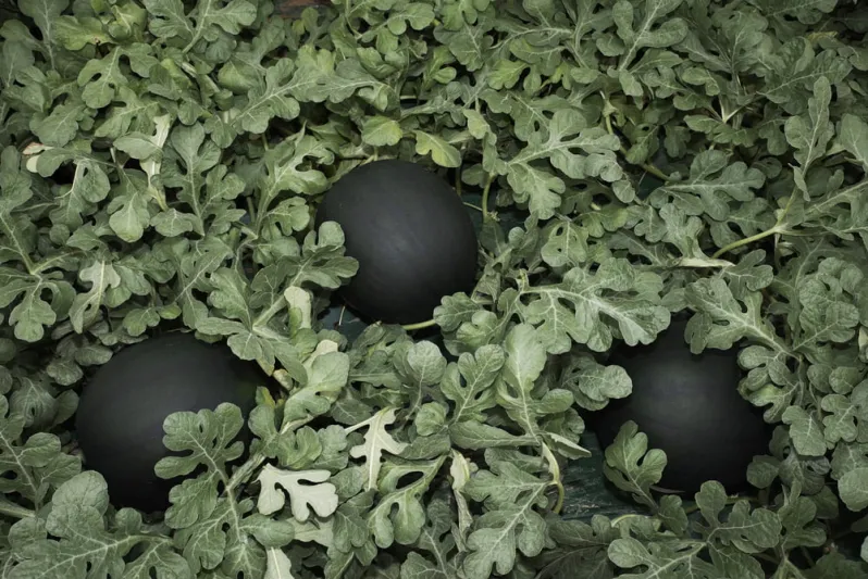 أغلى الأطعمة في العالم.. بينها البطيخ الأسود