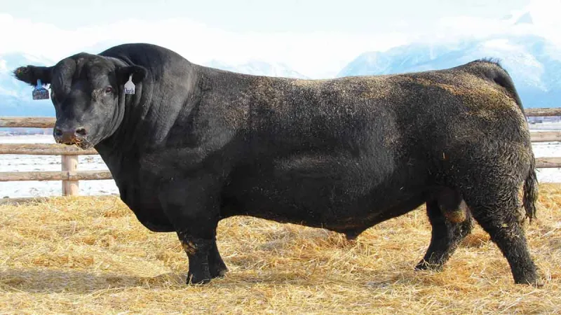 فيديوهات كوميدية لهروب عجول الأضاحي في مصر بأول أيام العيد 