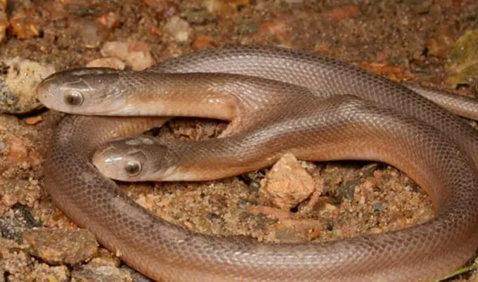 ثعبان نادر برأسين يثير الجدل .. كيف يتناول طعامه؟ (فيديو)