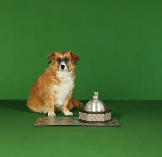 «جوتشى» تطرح منتجات فاخرة للحيوانات بأسعار تصل إلى 5 آلاف جنيه إسترليني!