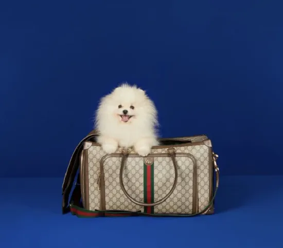 «جوتشى» تطرح منتجات فاخرة للحيوانات بأسعار تصل إلى 5 آلاف جنيه إسترليني!