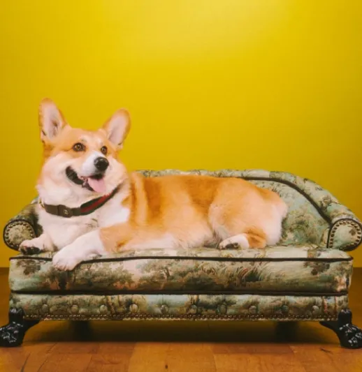 «جوتشى» تطرح منتجات فاخرة للحيوانات بأسعار تصل إلى 5 آلاف جنيه إسترليني!