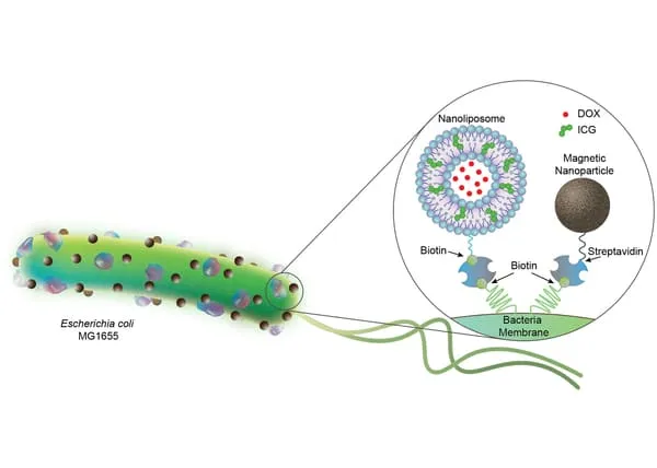 ابتكار روبوتات هجينة بيولوجية تقتل الخلايا السرطانية 