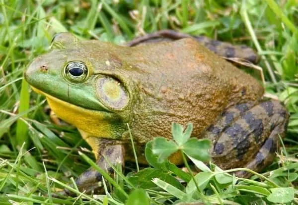 العالم  يخسر 16 مليار دولار بسبب ضفدع وثعبان.. فما القصة؟