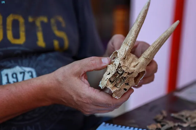 اكتشافات أثرية نادرة في جزيرة سعودية تعود للقرنين الثاني والثالث الميلاديين