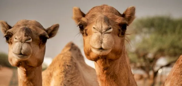 جمل بسنام غريب يثير الدهشة... فما تفسير ذلك؟ (فيديو)