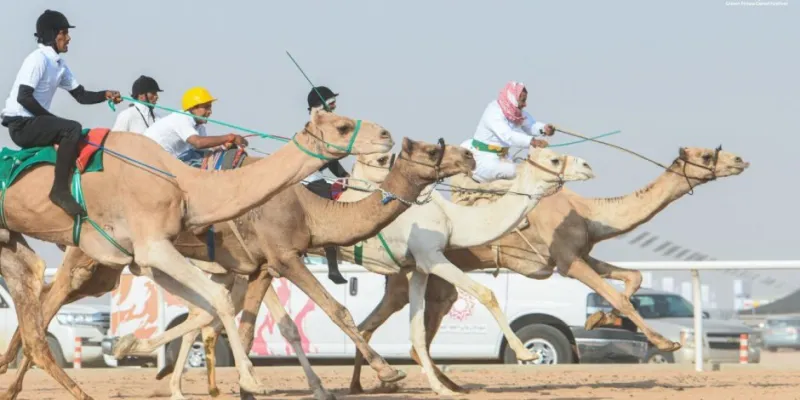  شجاعة شاب سعودي تنقذ طفلاً من الموت المحقق دهسًا بأقدام الإبل (فيديو)